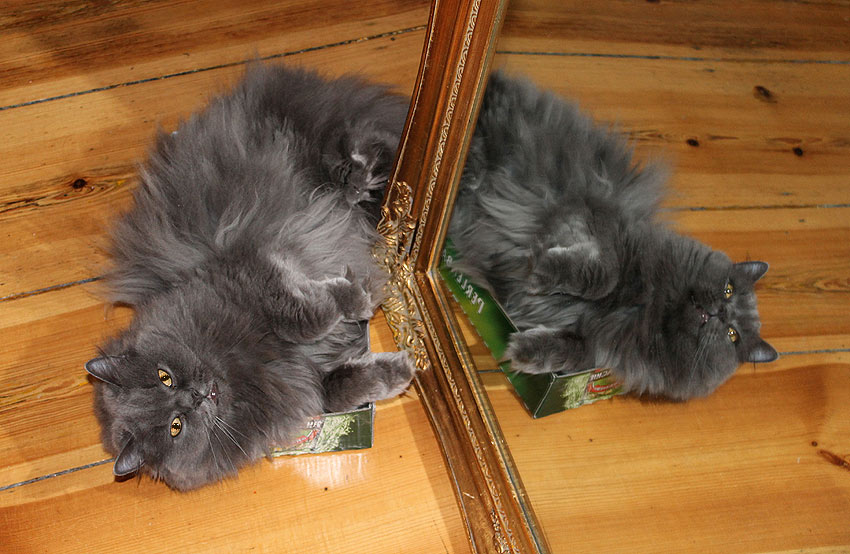 kätts Chefkatze Felina posiert vor dem Spiegel